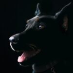 Can Dogs Swim At Washington Park Denver